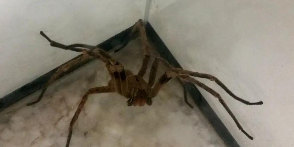 A aranha armadeira tem esse nome pela sua posição de defesa: ela se apoia sobre as pernas traseiras e ergue as dianteiras para dar o bote no possível agressor (Léo Rodrigues/ Agência Brasil)