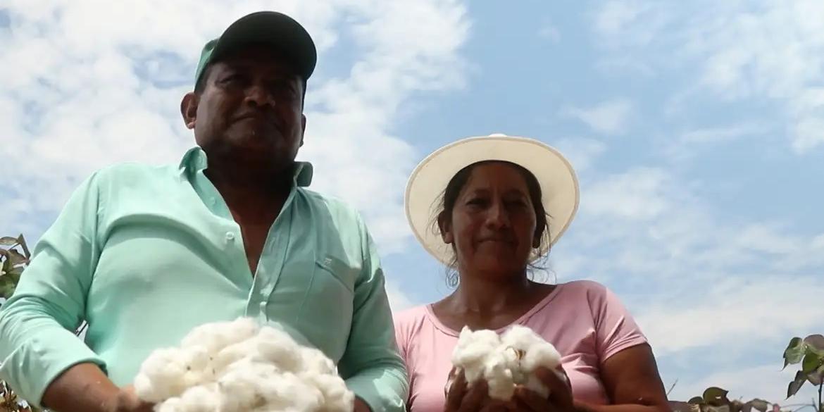 O Brasil é o maior exportador deste vegetal do mundo, terceiro lugar no ranking de maiores produtores da fibra e líder mundial em produção de algodão sustentável (FRAME/TV BRASIL)