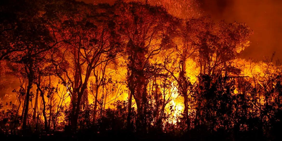 As investigações da polícia apontam que a área atingida pelos incêndios é um alvo comum dos criminosos e que essa mesma área acaba sendo, posteriormente, usada para grilagem, com a realização de fraudes junto aos órgãos governamentais (Joédson Alves/Agência Brasil)