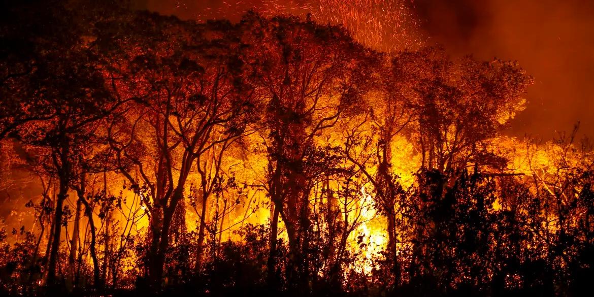 Aumento representa crescimento de 13,6 milhões de hectares do que o fogo alcançou em 2023 (Joédson Alves/Agência Brasil)