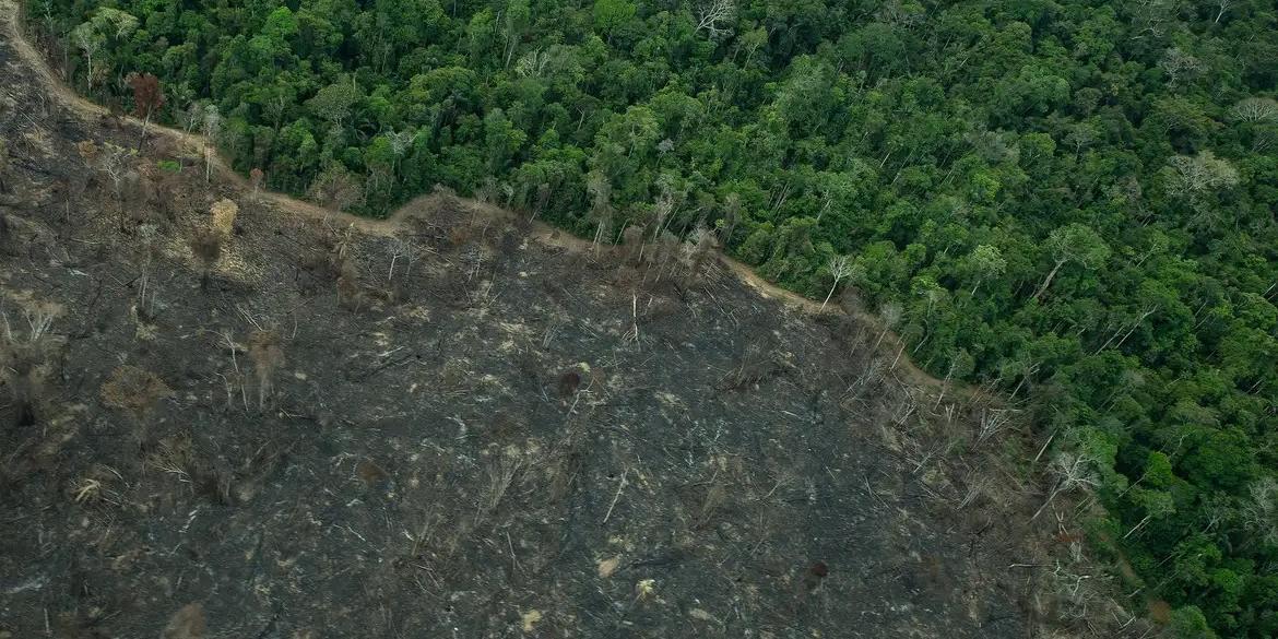 Os locais ficam distantes de outros focos de garimpo mais antigos e já consolidados (CHRISTIAN BRAGA/GREENPEACE)