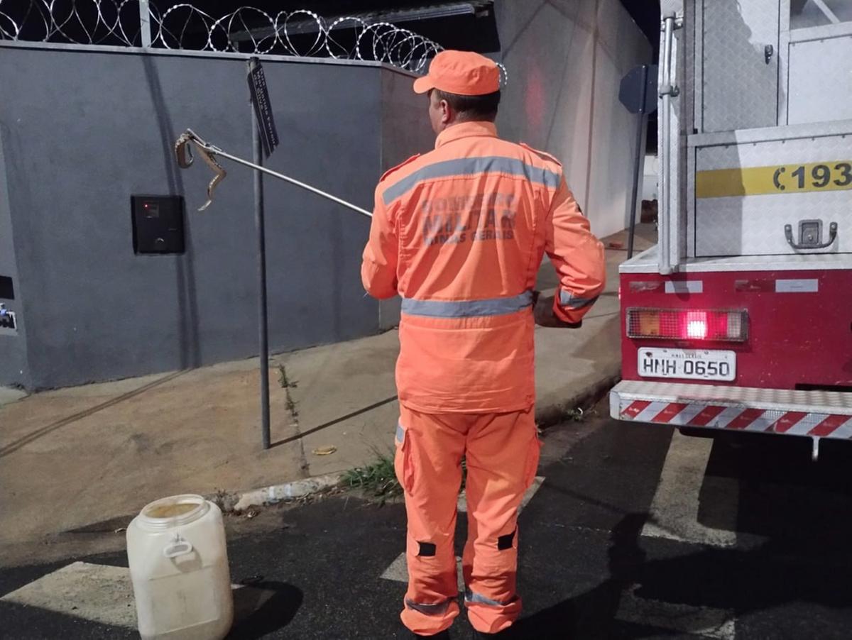 Cobra Cascavel foi resgatada pelos bombeiros em Araxá (Divulgação/ CBMMG)