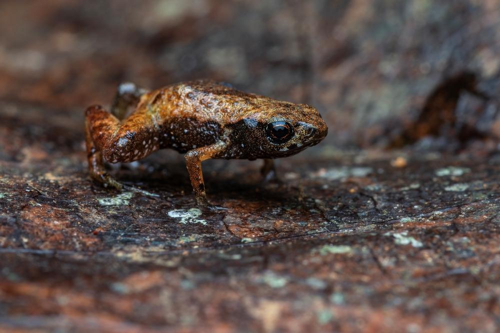 Sapo-pulga Brachycephalus dacnis&nbsp;em ambiente natural (Lucas Machado Botelho/Projeto Dacnis)