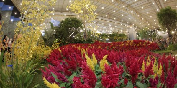 Para a edição deste ano, a festa promete encantar os visitantes com uma programação diversificada que vai além da exposição de flores e plantas ornamentais (Festa das Flores/ Divulgação)