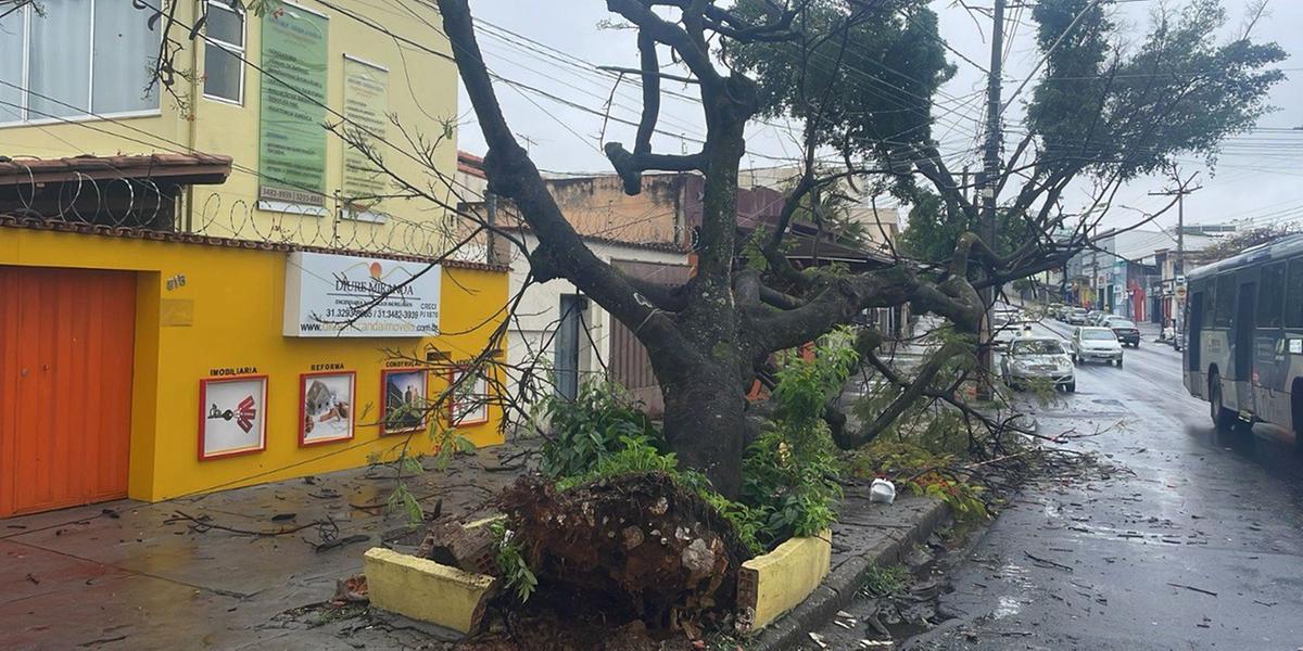 Na avenida Contagem, bairro Santa Inês, uma árvore de grande porte caiu e ficou apoiada na fiação da rede elétrica, com risco de cair em cima do muro de uma residência (Divulgação / CBMMG)