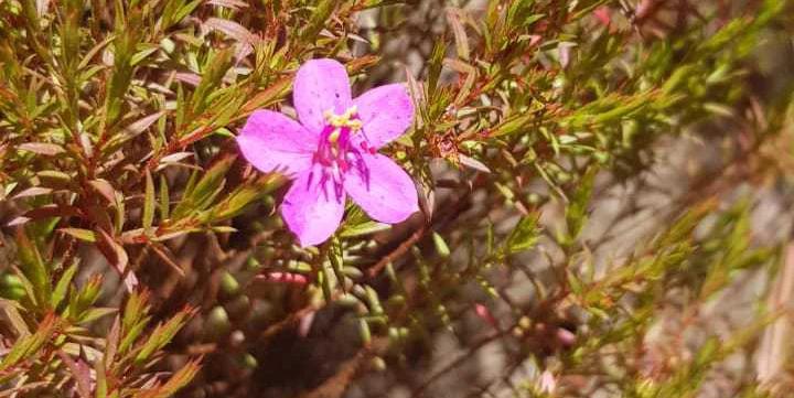 Microlicia Ferricola Versiane (IEF/Divulgação)