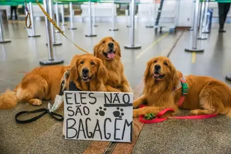 O medo de embarcar o melhor amigo ficou maior após o caso do cão Joca, morto durante uma viagem de avião em abril (Fabio Rodrigues-Pozzebom/ Agência Brasil)