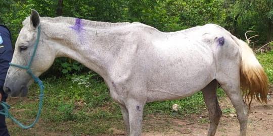 Animal encontrava-se com sinais de desnutrição e com feridas pelo corpo (Polícia Militar de Meio Ambiente / Divulgação)