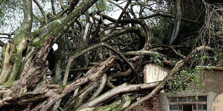 Queda da árvore sobre a residência ocorreu na zona rural de Araxá (Corpo de Bombeiros/Divulgação)