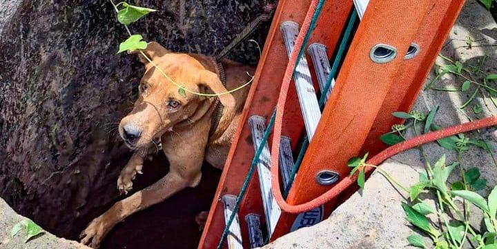 Cão estava saudável e não apresentava ferimentos aparentes (Corpo de Bombeiros)