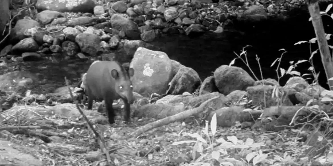 Flagrante foi feito por meio de armadilhas fotográficas disponibilizadas pela Vale ao Inea (ASCOM-INSTITUTO ESTADUAL DO AMBIENTE/DIVULGAÇÃO)