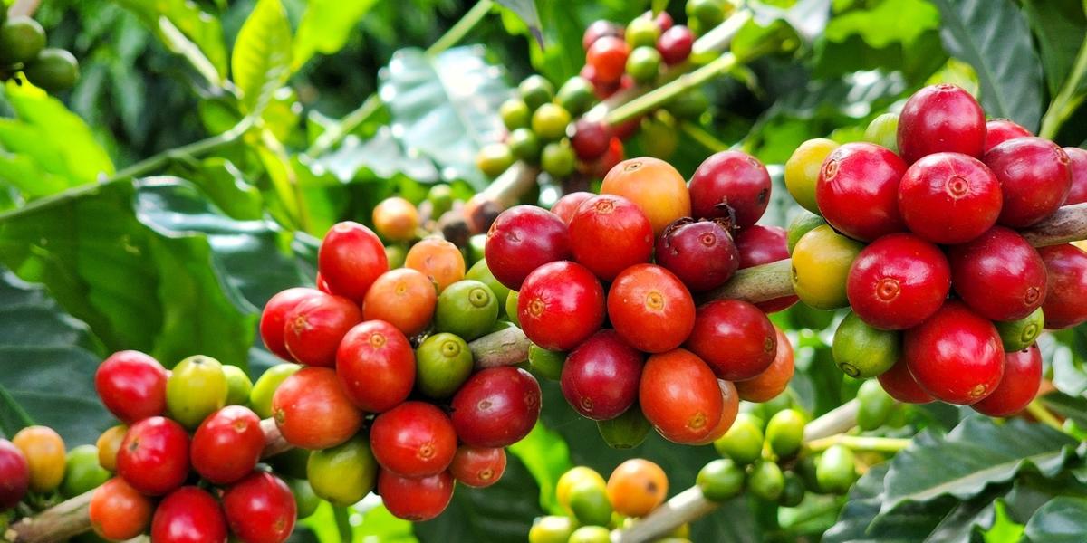 Bom desempenho do café, carro-chefe das exportações do agro mineiro, foi fundamental para o resultado (Seapa/ Divulgação)