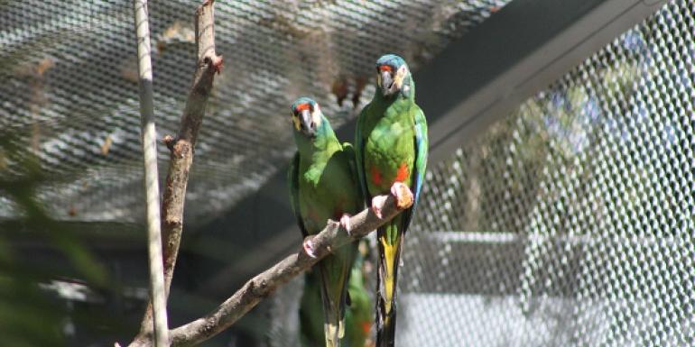 Zoo de BH conta atualmente com 72 espécies de aves brasileiras e 28 exóticas, totalizando 354 indivíduos (Suziane Brugnara/PBH)