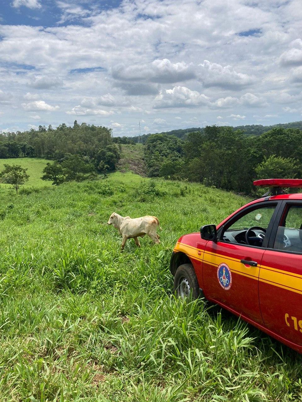 Animal foi solto sem qualquer tipo de ferimento (Corpo de Bombeiros)