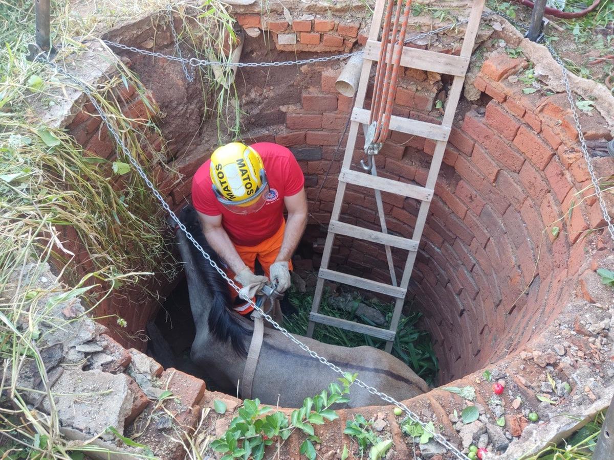 Égua se alimentava no quintal de uma casa abandonada (Corpo de Bombeiros)