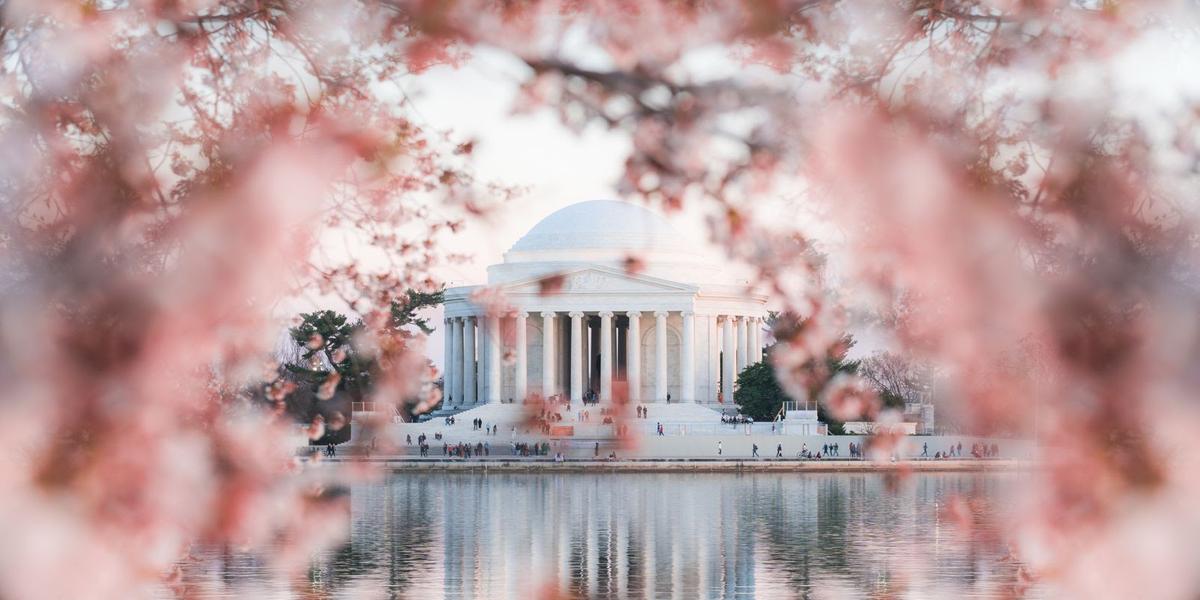 Cherry Blossom Festival: ponto alto do festival é o pico da floração, quando cerca de 70% das cerejeiras ao redor do Tidal Basin atingem a plenitude (Divulgação / Washington)