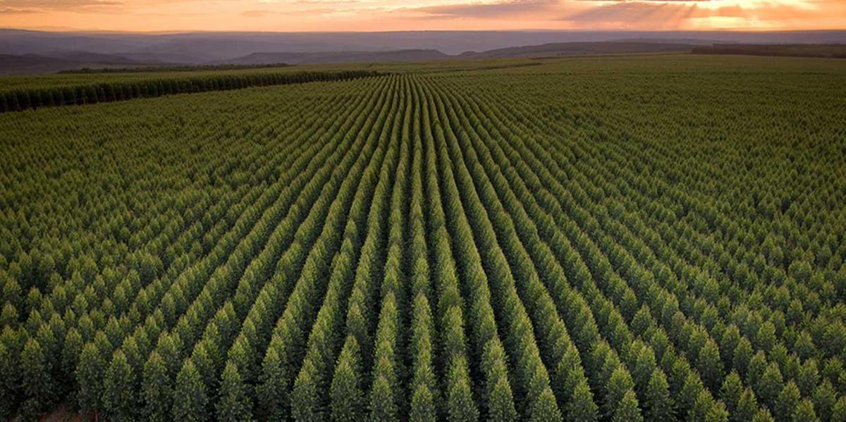 Recursos vão fortalecer o programa de gestão florestal sustentável da Aperam BioEnergia, subsidiária da Aperam voltada para silvicultura e energia renovável no Brasil (Aperam/divulgação)