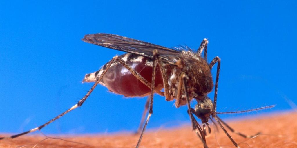 Com 6,3 milhões de casos prováveis, Brasil lidera ranking de dengue (USDA/Divulgação)