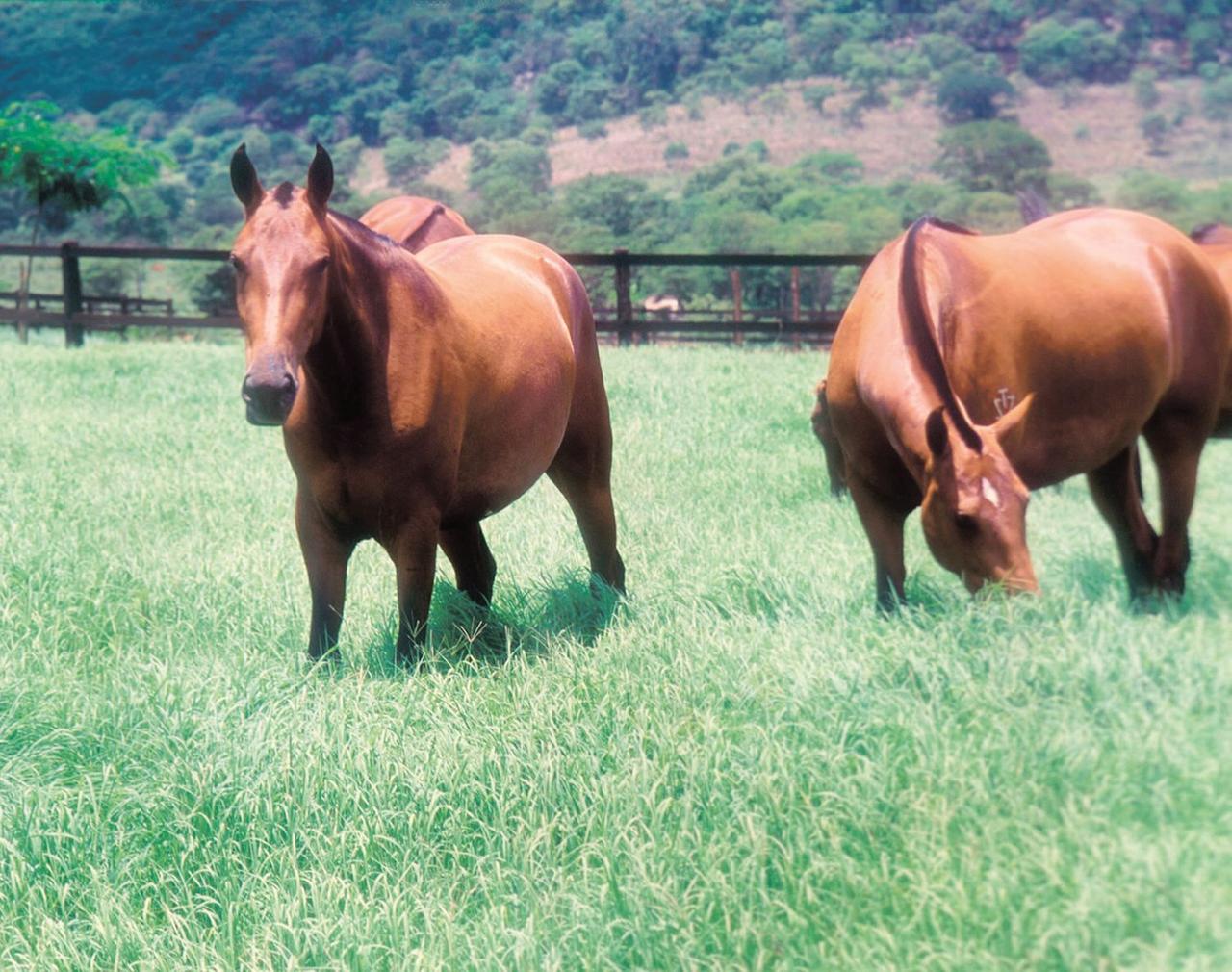 Caminhoneiro ameaça dono de cavalos após ser flagrado fazendo sexo com um  dos animais