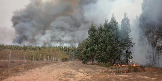 Tempo seco causa risco de incêndios florestais e à saúde (Divulgação/Bombeiros)