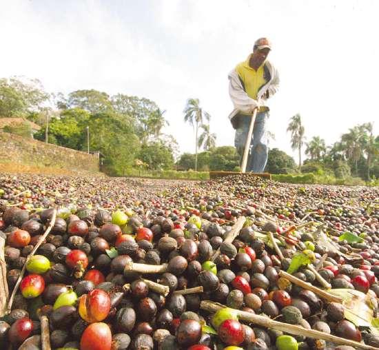 Projeto testa adaptabilidade de cultivares de café Conilon em Minas -  Muzambinho.com