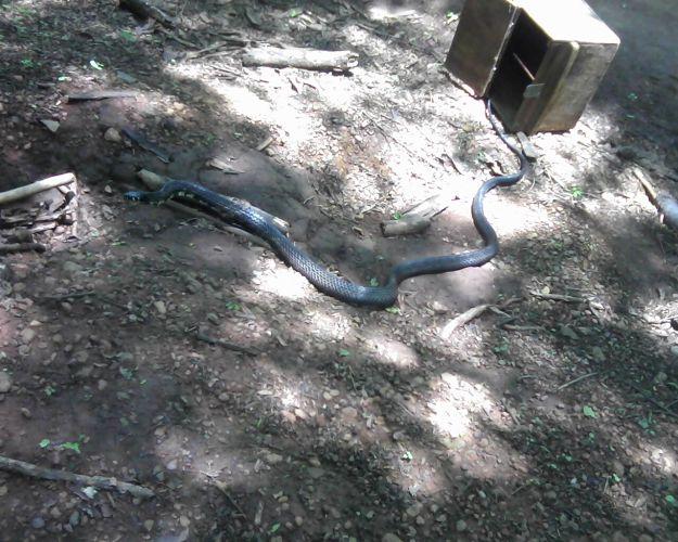Cobra com mais de um metro entra em casa e assusta moradores em Montes  Claros