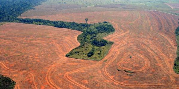  (GreenPeace/Reprodução)