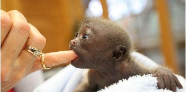 Mamãe MACACO carrega FILHOTE que MORREU! #bichos #biologia