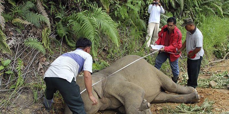  (Sabah Wildlife/AFP)