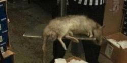 🚨 BIZARRO: Rato ou Capivara? Rato enorme é flagrado andando por Nova