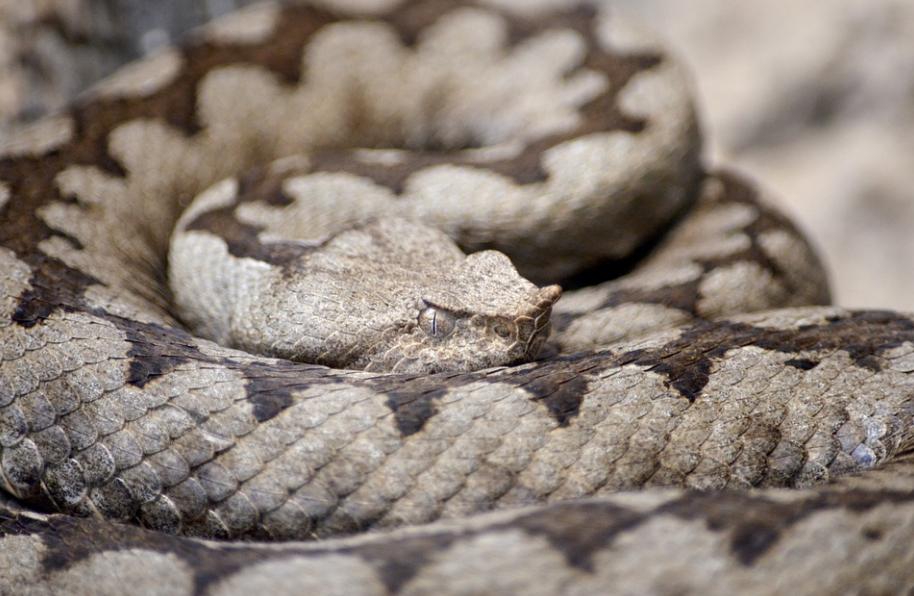 O veneno de cobras na produção de medicamentos, Notícias