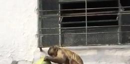 Guarda Municipal resgata macaco-prego abandonado em porta de