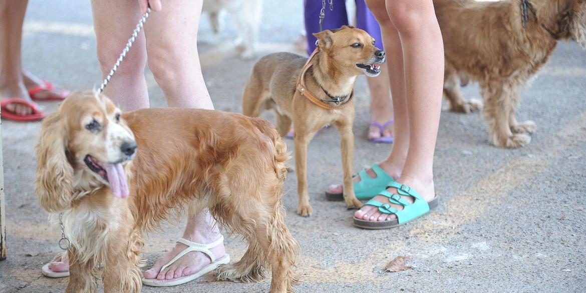 Sistema vai reunir informações sobre proprietários e pets (Fabio Rodrigues Pozzebom/Agência Brasil )