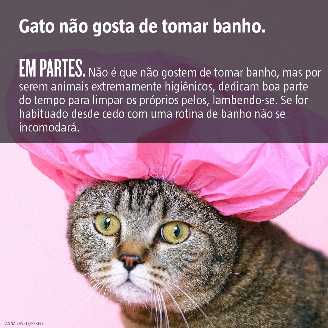 Dia Mundial do Gato: vídeo revela mitos sobre os bichanos