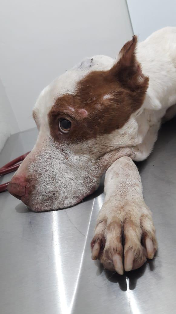 Pit-bull abandonado em rua de Betim ataca e fere carroceiro e