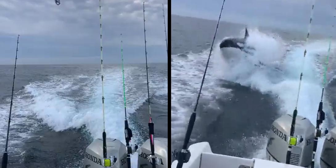 Uma baleia orca fez a alegria dos internautas ao perseguir um barco de pesca no México (Twitter / BeAcevedoTachna / Reprodução)