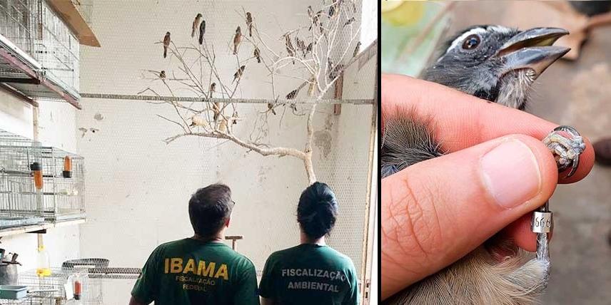 As aves silvestres recuperadas tinham anilhas falsificadas (Semad / Divulgação)