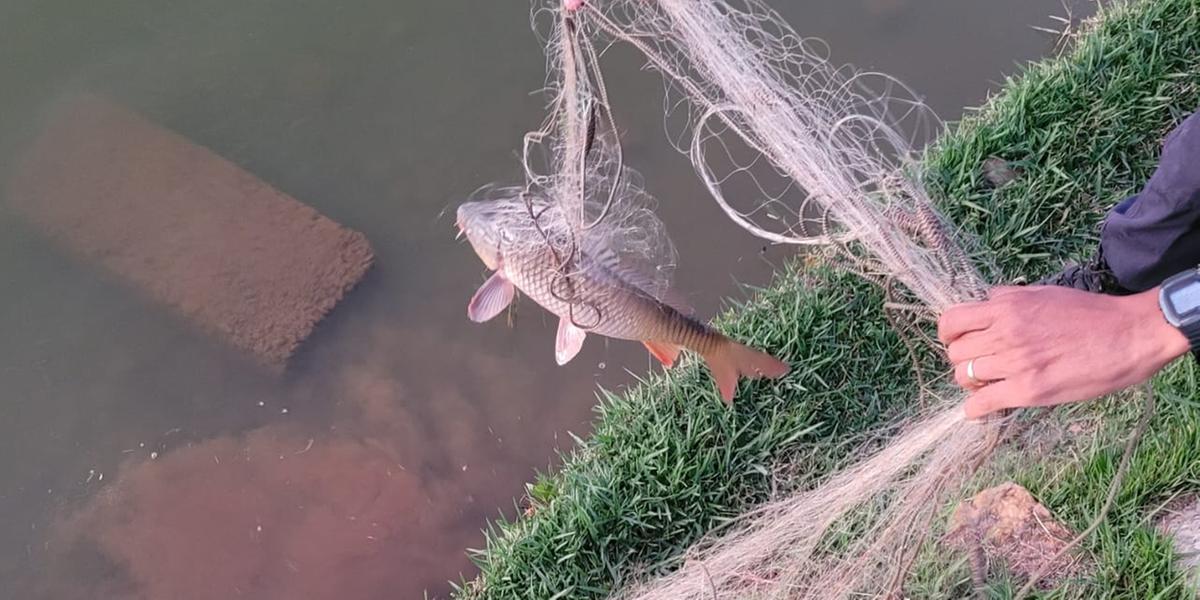 Guarda municipal apreende rede com peixes mortos na Lagoa da Pampulha (Guarda Municipal / Divulgação)