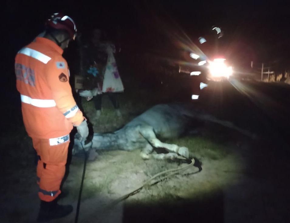 Bombeiros resgatam cavalo que ficou preso em mata-burro em fazenda no Sul  de Minas - Portal Onda Sul