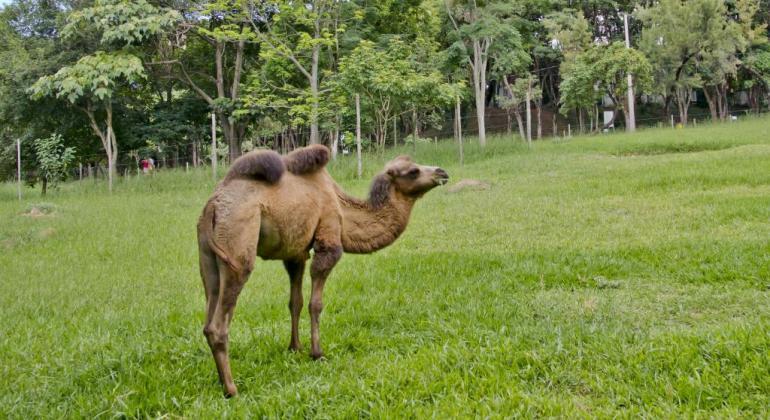 (Zoológico de Belo Horizonte / Divulgação)