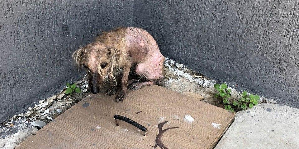 Cadelinha foi encontrada dentro de um saco e com queimaduras no corpo (Corpo de Bombeiros/Reprodução)