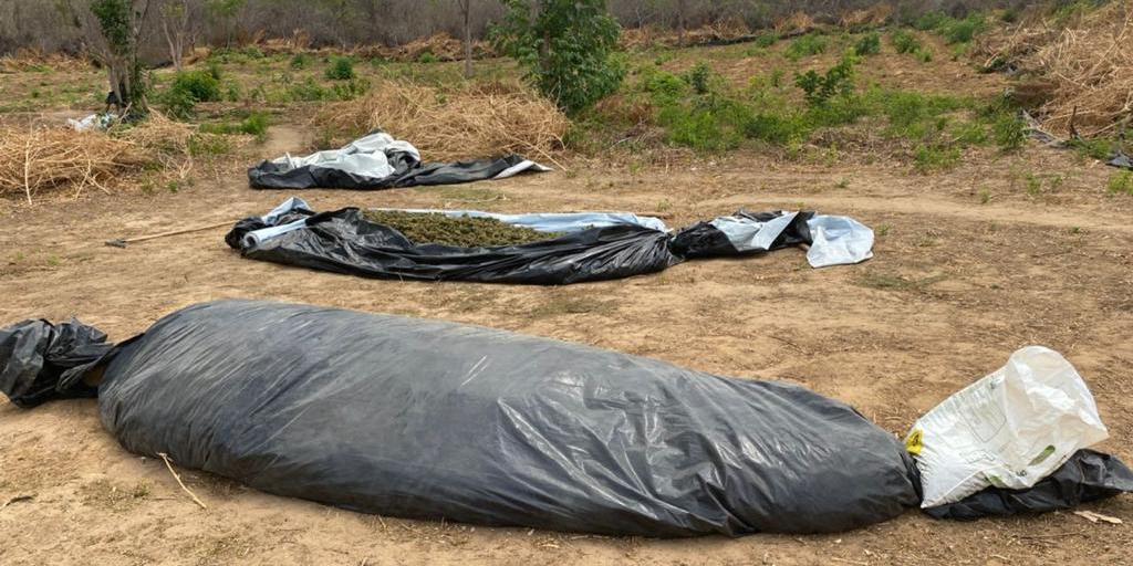 Policiais federais e militares apreenderam cerca de 860 quilos de maconha na zona rural de Matias Cardoso, Norte de Minas (Polícia Federal  / Divulgação)