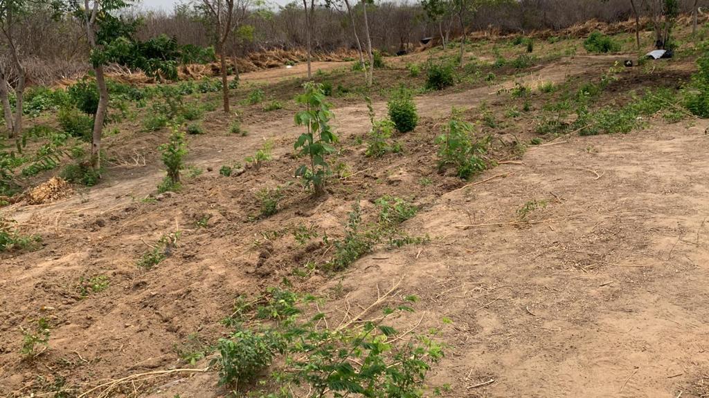 Operação conjunta das policias Federal e Militar usou drones e satélites para localiza plantação de maconha em Matias Cardoso (Polícia Federal / Divulgação)