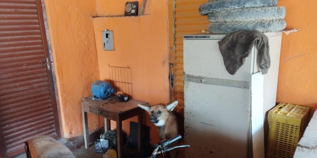 Lobo-guará foi encontrado dentro de residência (Corpo de Bombeiros / Divulgação)