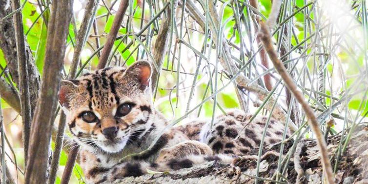 Gato-maracajá foi fotografado na Estação Estadual de Guaxindiba (Inea-RJ / Divulgação)