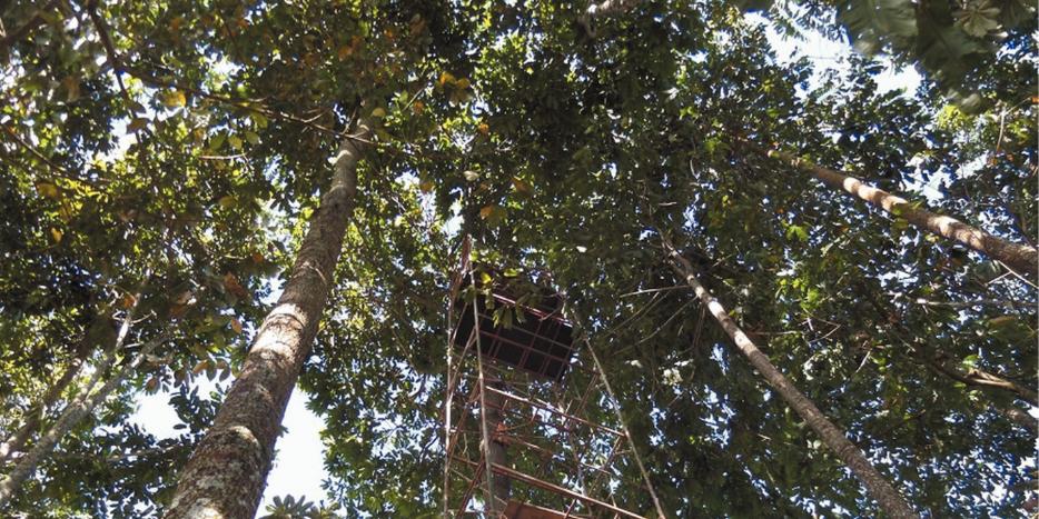 Pesquisadores da UFLA instalaram uma plataforma de 18 metros de altura para observar e fotografar os insetos em um plantio experimental da castanha-do-pará (Ufla/Divulgação)