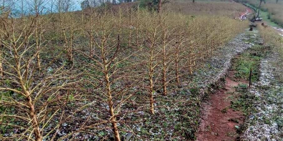 As lavouras do café estão entre as mais prejudicadas pelos temporais de granizo, principalmente no Sul de Minas e Zona da Mata mineira (Emater-MG/Divulgação)