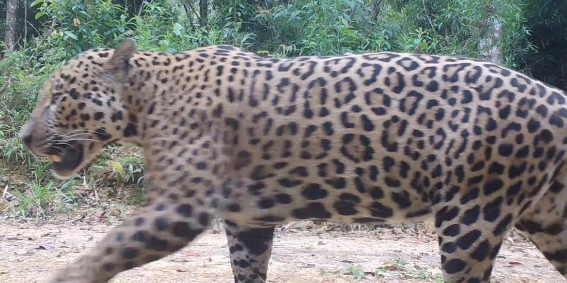 Espécie chegou a ser considerada extinta na região (Programa Grandes Mamiferos da Serra do Mar -Fundacao Grupo Boticario)