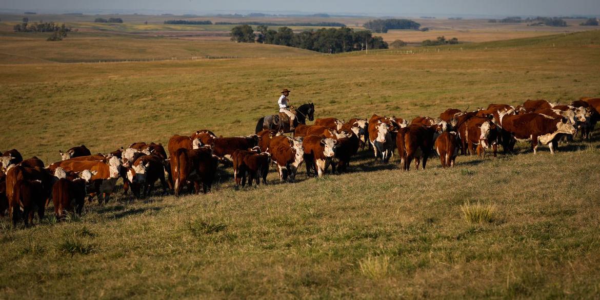 Vacinação contra febre aftosa é prorrogada até 17 de dezembro (CNA/Wenderson Araújo/Trilux)