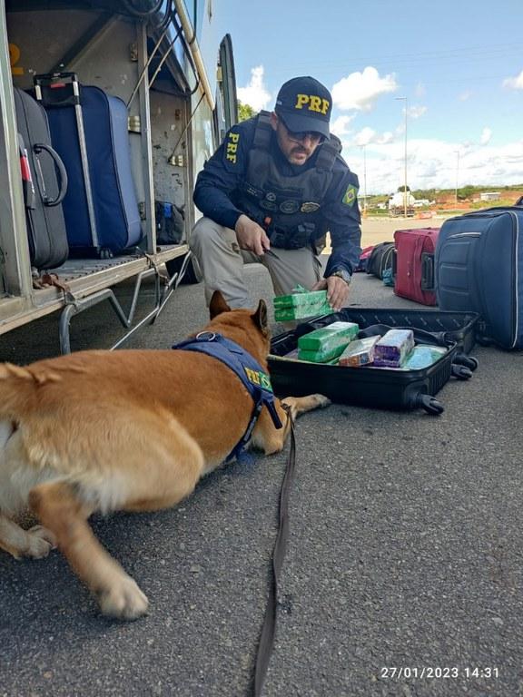 Cão Farejador Da Prf Encontra Mala Com 15 Kg De Maconha Em ônibus Na